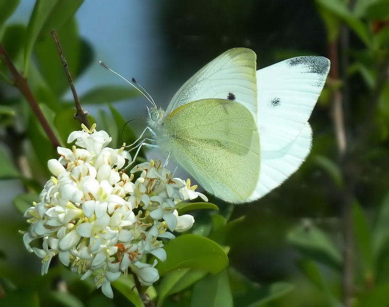 Pieridae da identificare